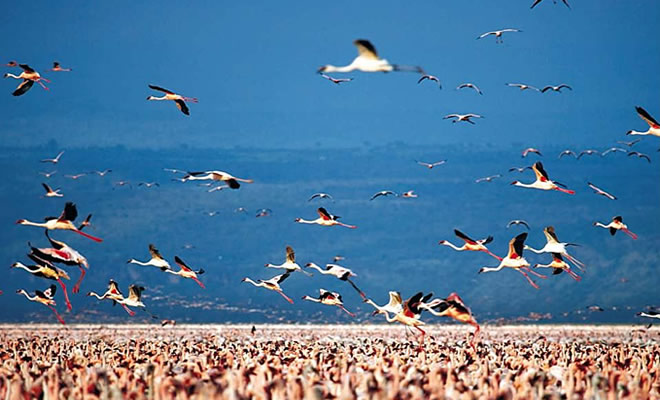 Birdwatching @ Lake Nakuru National Park, Kenya